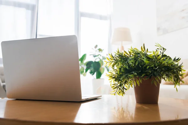 Gros plan de plante en pot et ordinateur portable sur une table en bois dans le salon — Photo de stock