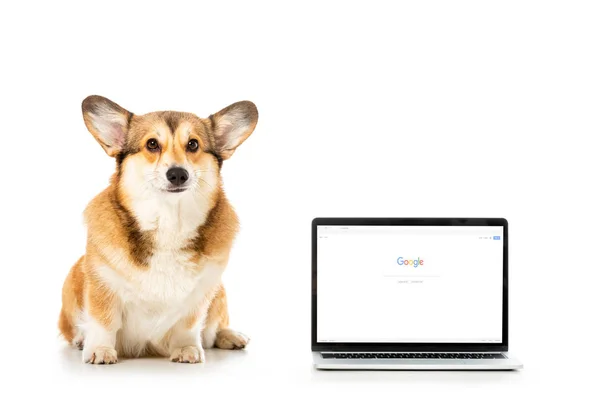 Corgi schaut in die Kamera und sitzt in der Nähe von Laptop mit Google-Website auf dem Bildschirm isoliert auf weißem Hintergrund — Stockfoto