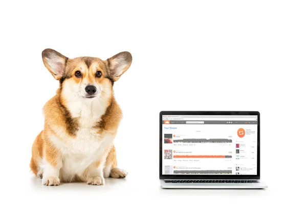 Corgi schaut in die Kamera und sitzt neben Laptop mit Soundcloud-Webseite auf Bildschirm isoliert auf weißem Hintergrund — Stockfoto