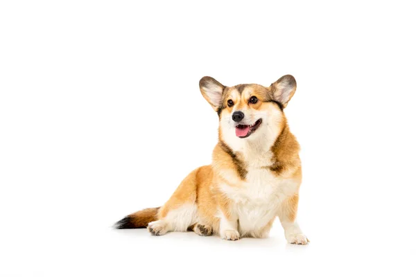 Niedlichen walisischen Corgi pembroke isoliert auf weißem Hintergrund — Stockfoto