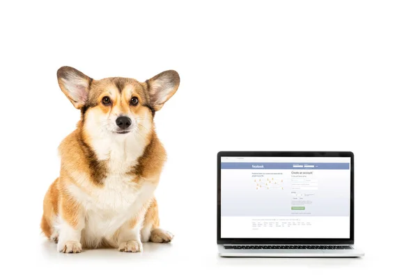 Welsh corgi pembroke looking at camera and sitting near laptop with facebook website on screen isolated on white background — Stock Photo