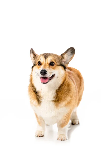 Adorable gallois corgi pembroke debout isolé sur fond blanc — Photo de stock