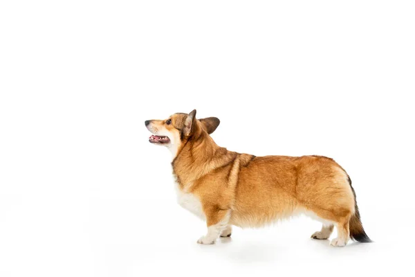 Vista laterale di corgi gallesi pembroke isolato su sfondo bianco — Foto stock