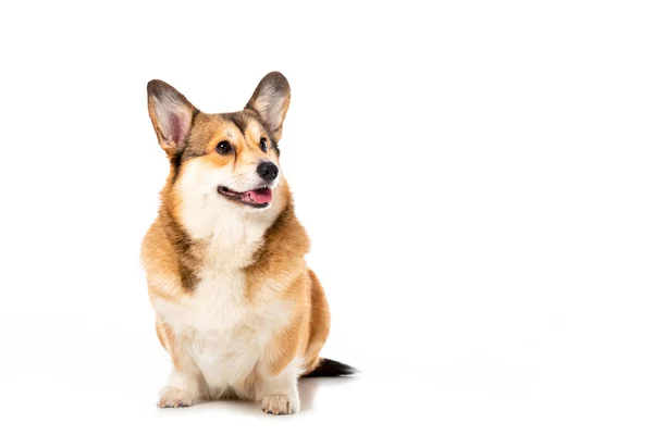 Lindo galés corgi pembroke mirando hacia otro lado aislado sobre fondo blanco - foto de stock