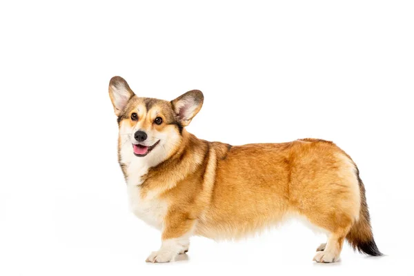 Walisischer Corgi pembroke steht und schaut isoliert in die Kamera auf weißem Hintergrund — Stockfoto