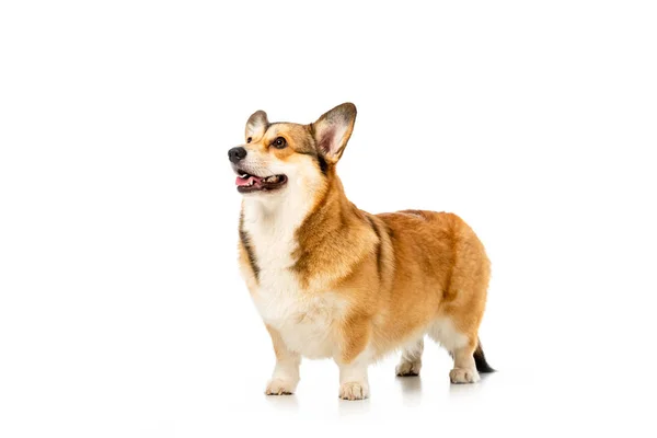 Entzückender walisischer Corgi Pembroke steht isoliert auf weißem Hintergrund — Stockfoto