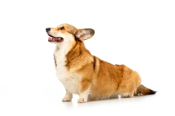 Lindo galés corgi pembroke mirando hacia otro lado aislado sobre fondo blanco - foto de stock