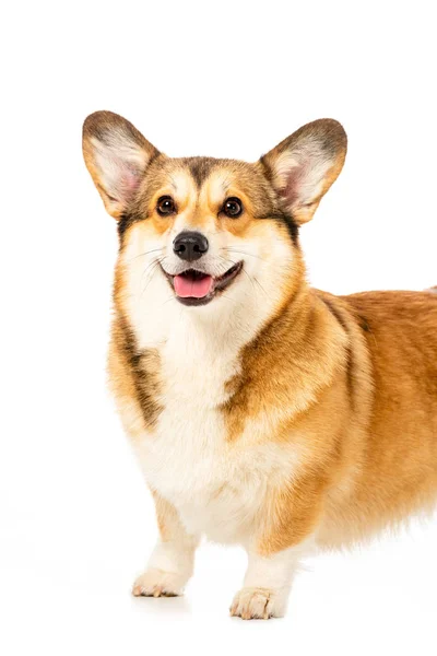 Walisischer Corgi Pembroke steht isoliert auf weißem Hintergrund — Stockfoto