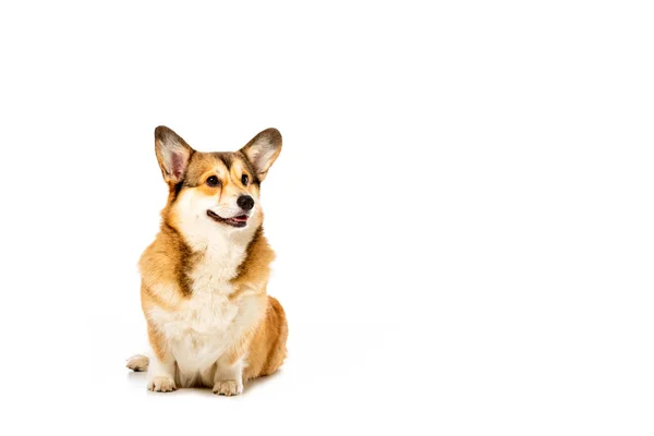 Entzückender walisischer Corgi Pembroke isoliert auf weißem Hintergrund — Stockfoto