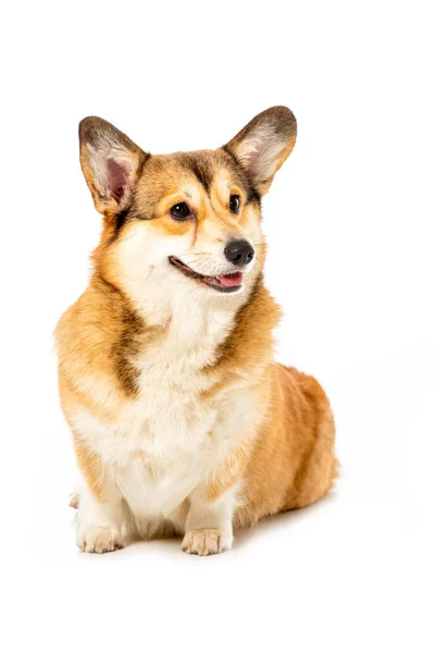 Studio shot of adorable welsh corgi pembroke isolated on white background — Stock Photo