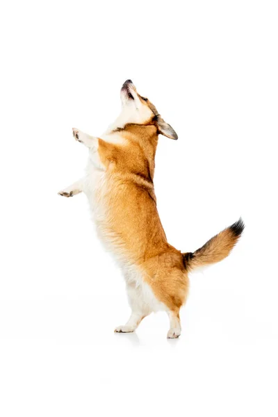 Studio shot of welsh corgi pembroke standing on paws isolated on white background — Stock Photo