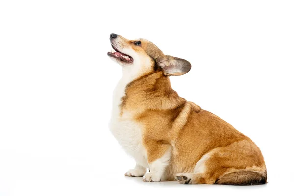 Vista laterale di corgi gallesi pembroke seduta isolata su sfondo bianco — Foto stock