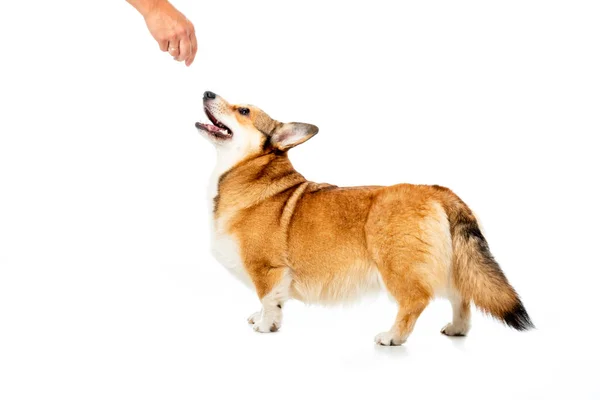 Abgeschnittenes Bild eines Mannes, der einem niedlichen walisischen Corgi die Hand gibt, isoliert auf weißem Hintergrund — Stockfoto