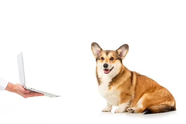 Partial view of man showing laptop to welsh corgi pembroke isolated on white background — Stock Photo