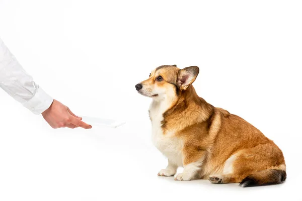 Imagen recortada del hombre dando tableta digital a lindos corgi aislados sobre fondo blanco - foto de stock