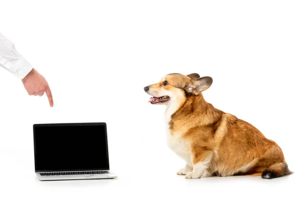 Cropped image of man pointing by finger at laptop with blank screen to cute corgi isolated on white background — Stock Photo