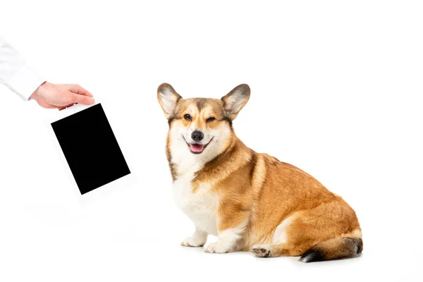 Partial view of man showing digital tablet with blank screen to funny corgi isolated on white background — Stock Photo