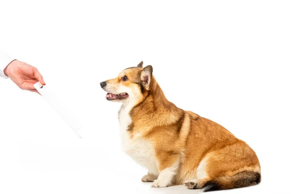 Imagen recortada del hombre dando tableta digital a los corgi aislados sobre fondo blanco - foto de stock