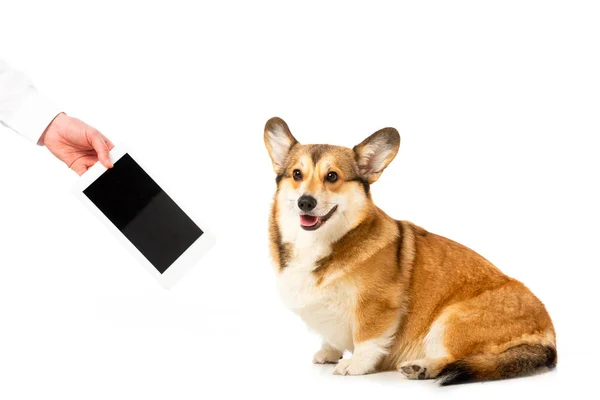 Cropped image of man showing digital tablet with blank screen to corgi isolated on white background — Stock Photo