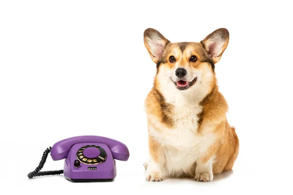 Galés corgi pembroke sentado cerca de teléfono aislado sobre fondo blanco - foto de stock