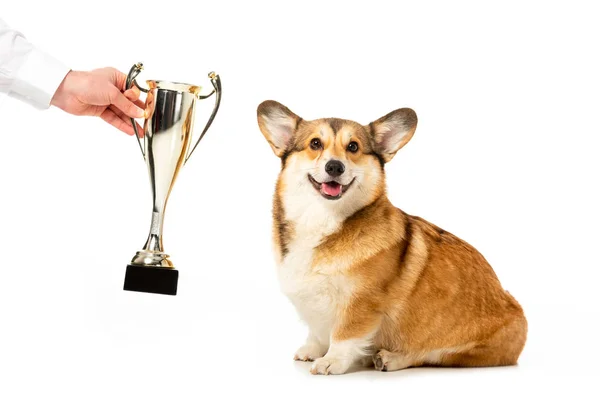 Partial view of man giving golden trophy cup to adorable welsh corgi pembroke isolated on white background — Stock Photo