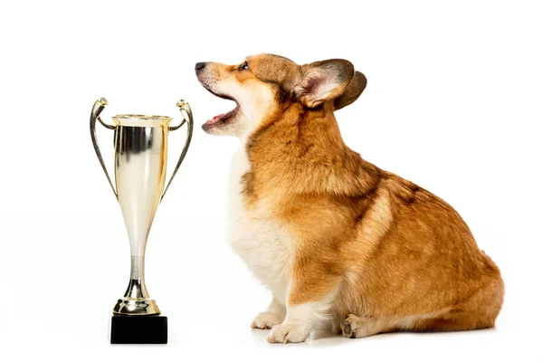 Seitenansicht des walisischen Corgi pembroke sitzt in der Nähe goldene Trophäe isoliert auf weißem Hintergrund — Stockfoto