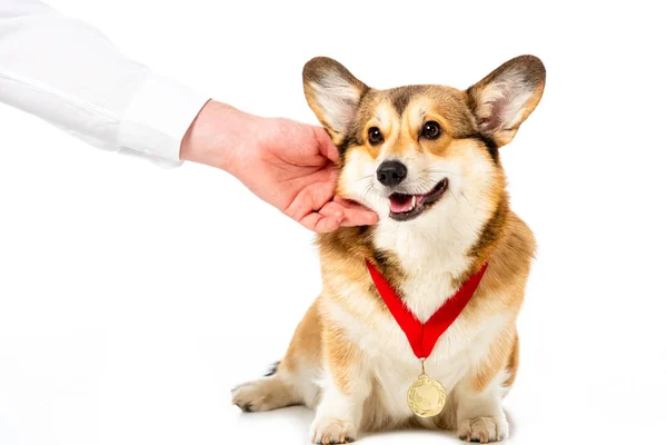 Teilansicht eines Mannes, der Corgi mit goldener Medaille auf weißem Hintergrund berührt — Stockfoto