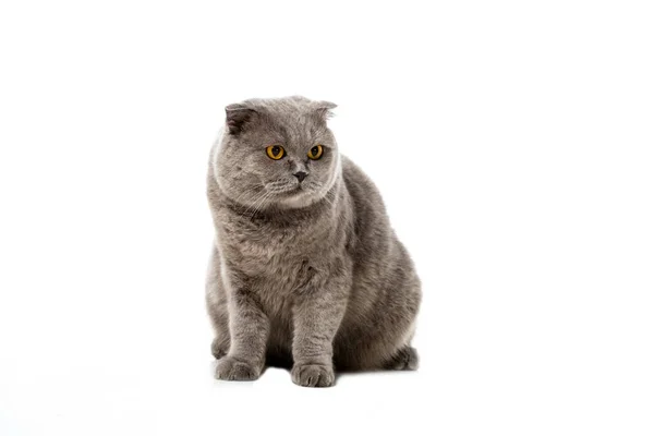 Милый серый британский короткошерстный кот смотрит в сторону изолированы на белом фоне — стоковое фото