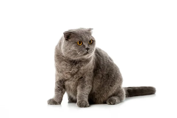 Студийный кадр серого британского короткометражного кота, смотрящего в сторону на белом фоне — стоковое фото