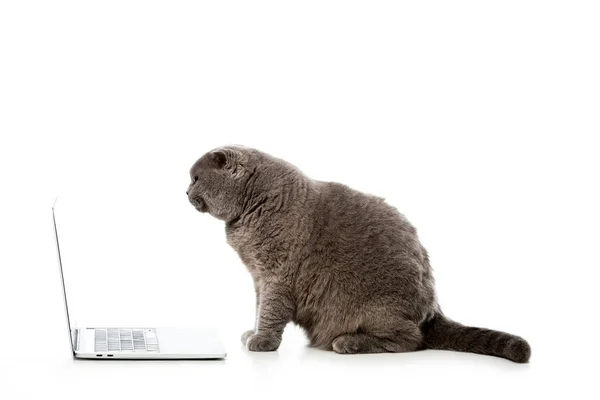 Вид сбоку серого британского короткошерстного кота, сидящего рядом с ноутбуком, изолированным на белом фоне — стоковое фото