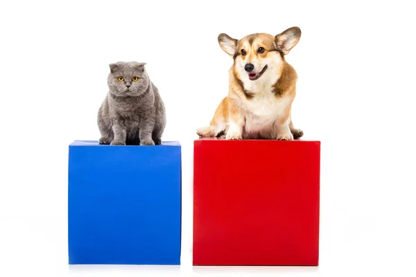Cute grey british shorthair cat with welsh corgi pembroke sitting on red and blue cubes isolated on white background — Stock Photo