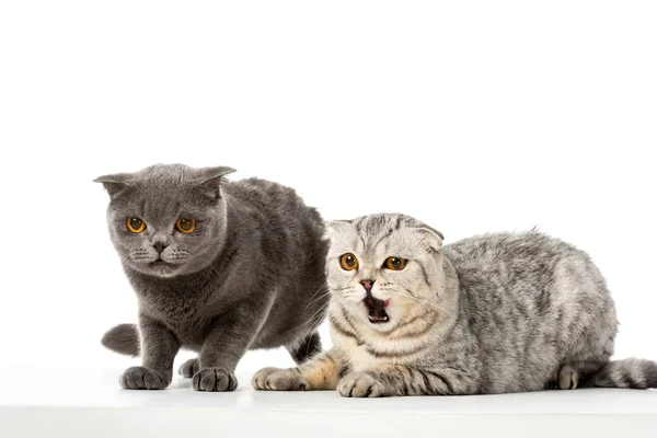 Gatto stenodrammatico britannico striato che sbadiglia vicino al gatto stenodrammatico britannico grigio isolato su sfondo bianco — Foto stock