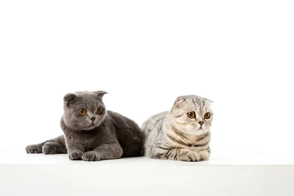 Студійний знімок чарівних британських короткошерстих котів, що лежать ізольовано на білому тлі — стокове фото