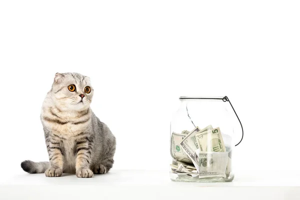 Listrado britânico shorthair gato perto jar com dinheiro em dinheiro isolado no fundo branco — Fotografia de Stock