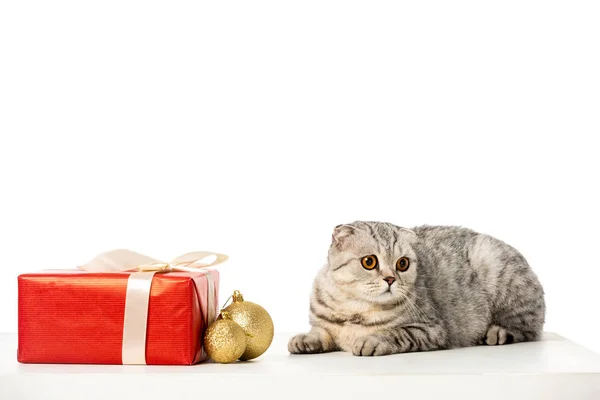 Cute striped british shorthair near golden christmas baubles and gift box wrapped by ribbon isolated on white background — Stock Photo