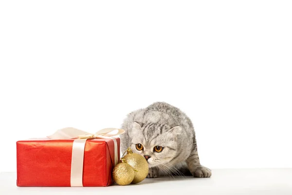 Striped british shorthair near golden christmas baubles and gift box wrapped by ribbon isolated on white background — Stock Photo