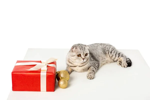 Vue grand angle de shorthair britannique rayé près de boules de Noël dorées et boîte cadeau enveloppé par ruban sur cube isolé sur fond blanc — Photo de stock