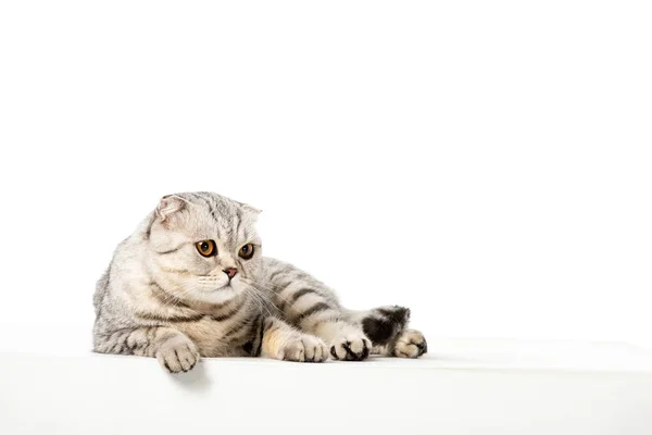 Studio shot of adorable striped british shorthair cat isolated on white background — Stock Photo