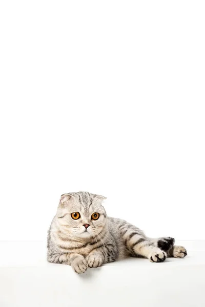 Listrado britânico shorthair gato que coloca isolado no fundo branco — Fotografia de Stock