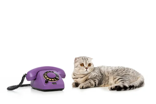 Studio shot of cute striped british shorthair cat laying near telephone isolated on white background — Stock Photo