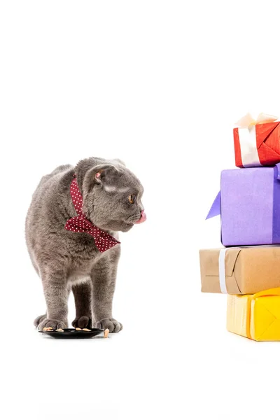 Bonito cinza britânico shorthair gato lambendo perto de prato com alimentos e olhando para pilha de caixas de presente isolado no fundo branco — Fotografia de Stock