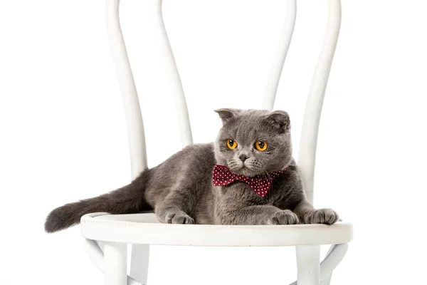 Adorable grey british shorthair cat in bow tie sitting on chair isolated on white background — Stock Photo