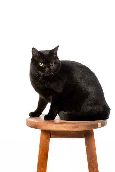 Чорний Британська короткошерста кішка сидить на дерев'яні стільці, ізольовані на білому тлі — стокове фото