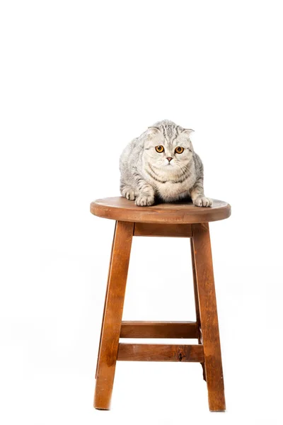 Cute striped british shorthair cat sitting on wooden chair isolated on white background — Stock Photo