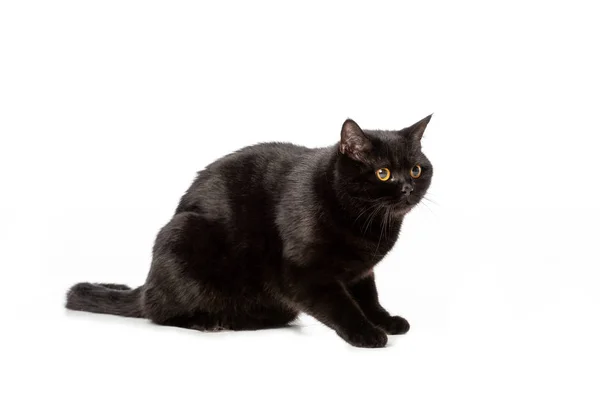 Studioaufnahme einer schwarzen britischen Kurzhaarkatze isoliert auf weißem Hintergrund — Stockfoto