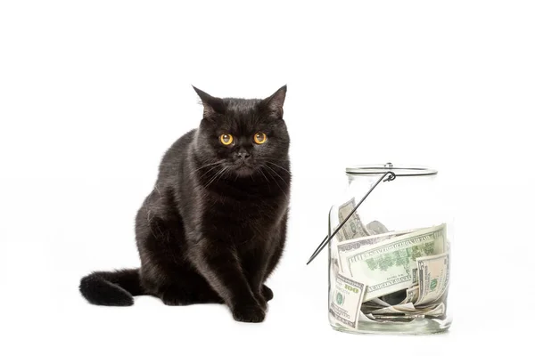 Noir britannique shorthair chat près de pot avec argent comptant isolé sur fond blanc — Photo de stock