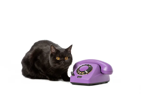 Adorable noir britannique shorthair chat assis près du téléphone isolé sur fond blanc — Photo de stock