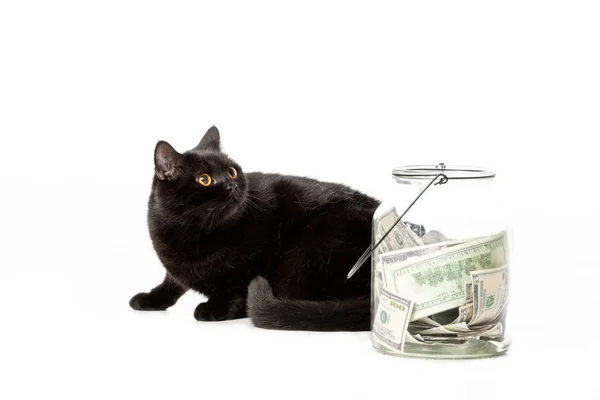 Adorável preto britânico curto gato perto jar com dinheiro em dinheiro isolado no fundo branco — Fotografia de Stock