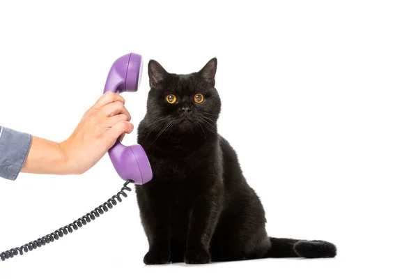 Partial view of woman giving telephone tube to cute black british shorthair cat isolated on white background — Stock Photo