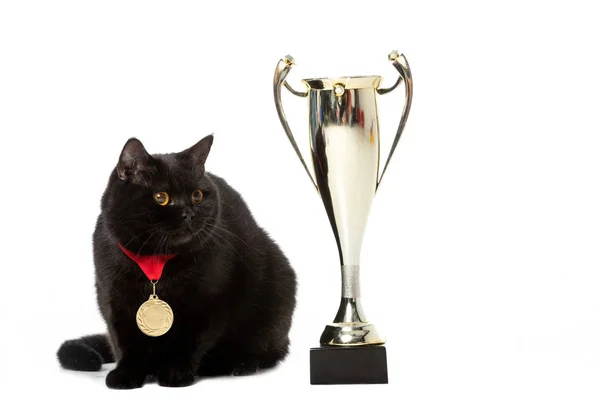 Preto britânico shorthair gato com vencedor medalha sentado perto de ouro troféu copo isolado no fundo branco — Fotografia de Stock